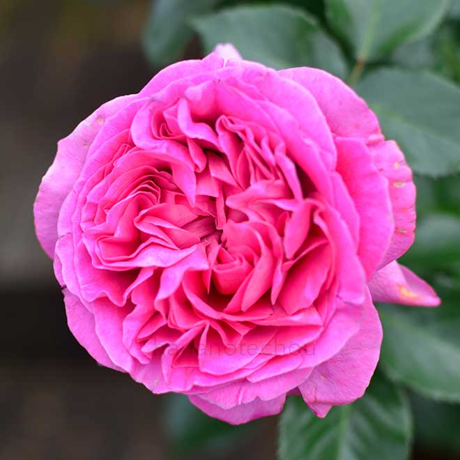 バラ ベルナデット ラフォン|花の手帖の薔薇図鑑