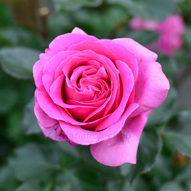 バラ ベルナデット ラフォン|花の手帖の薔薇図鑑