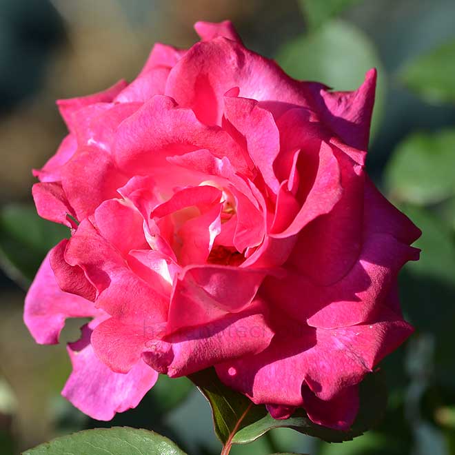 バラ ベター タイムズ|花の手帖の薔薇図鑑