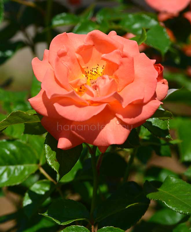 バラ ベティハークネス｜花の手帖の薔薇図鑑