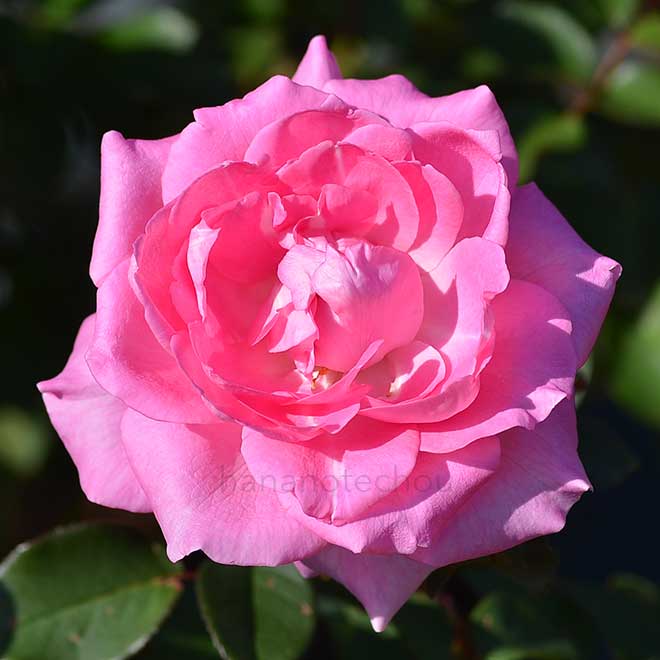 バラ ビバリー｜花の手帖の薔薇図鑑