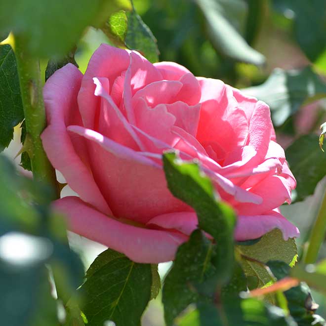 バラ ビウィッチド|花の手帖の薔薇図鑑