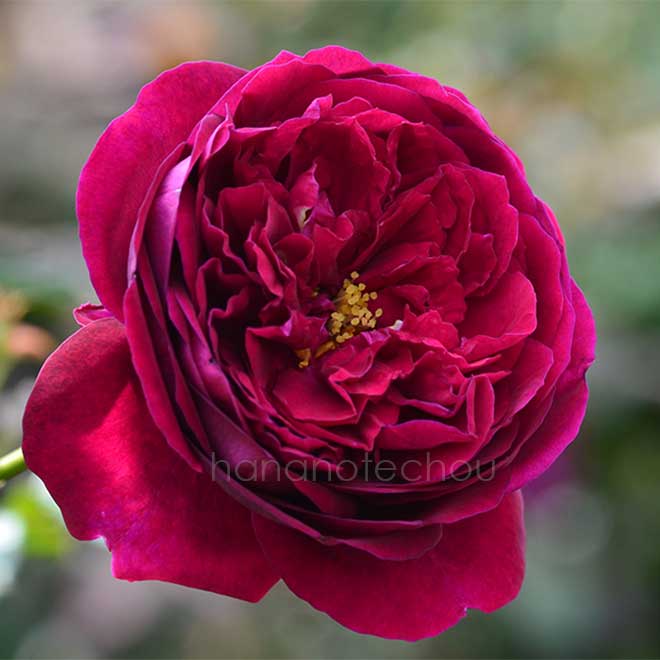 バラ ブラックベリーニップ｜花の手帖の薔薇図鑑