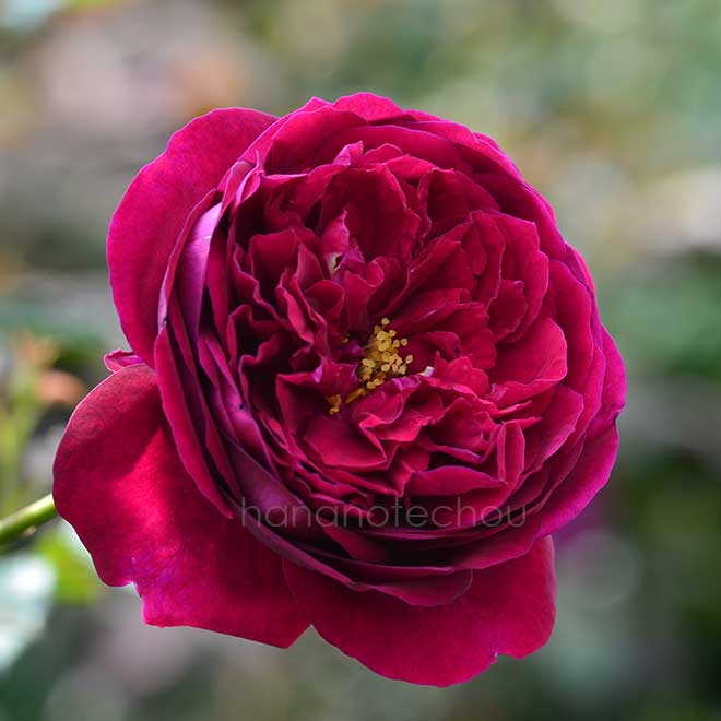 バラ ブラックベリー ニップ|花の手帖の薔薇図鑑