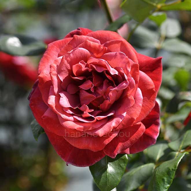 バラ ブラック ティ｜花の手帖の薔薇図鑑