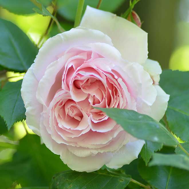 バラ ブレイリーNo.1｜花の手帖の薔薇図鑑