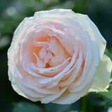 バラ ロゼ ピエール ドゥ ロンサール｜花の手帖の薔薇図鑑