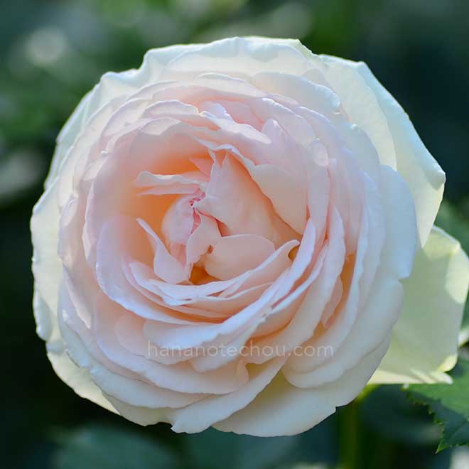 バラ ブラン ピエール ドゥ ロンサール｜花の手帖の薔薇図鑑