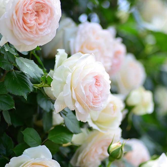 バラ ブラン ピエール ドゥ ロンサール｜花の手帖の薔薇図鑑