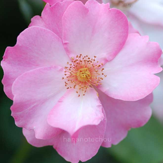 バラ ブレーズオブグローリー｜花の手帖の薔薇図鑑