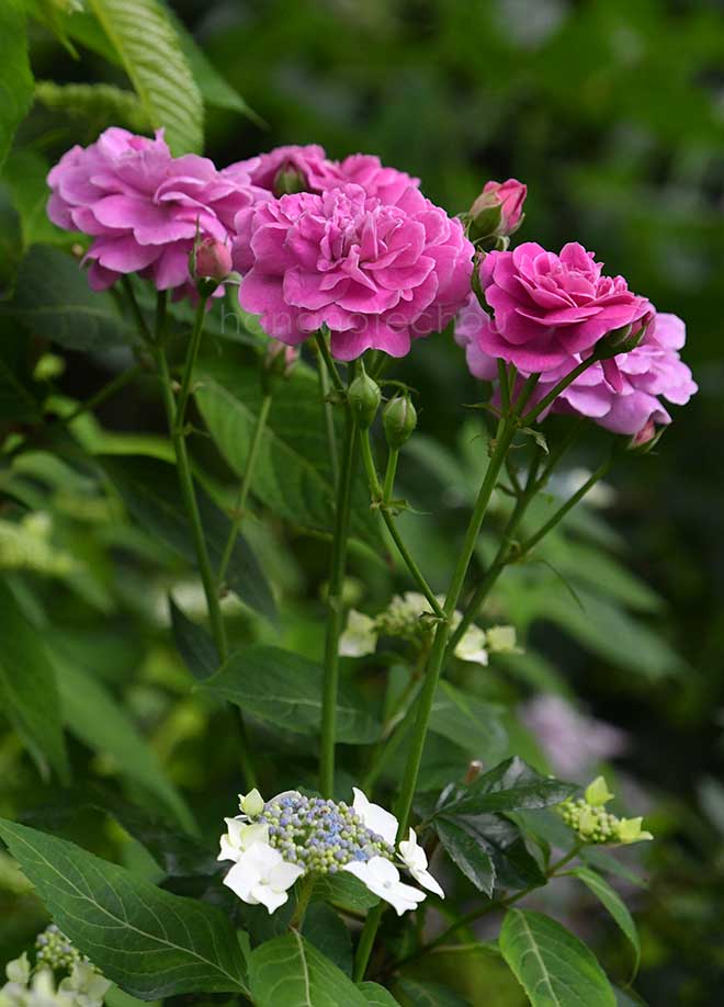 バラ ブルー ボーイ｜花の手帖の薔薇図鑑