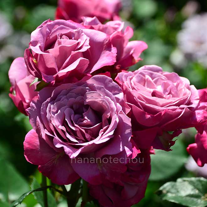 バラ ブルー チップ|花の手帖の薔薇図鑑