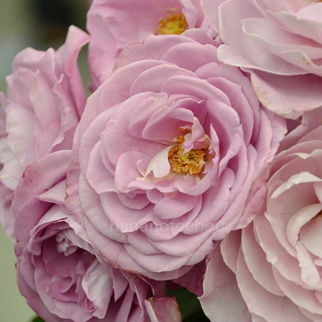 バラ ブルー カップ アイ｜花の手帖の薔薇図鑑