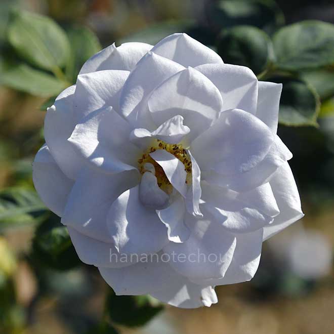 バラ ブルー グラビティ|花の手帖の薔薇図鑑