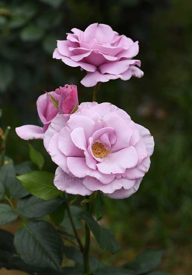 バラ ブルー ライト｜花の手帖の薔薇図鑑