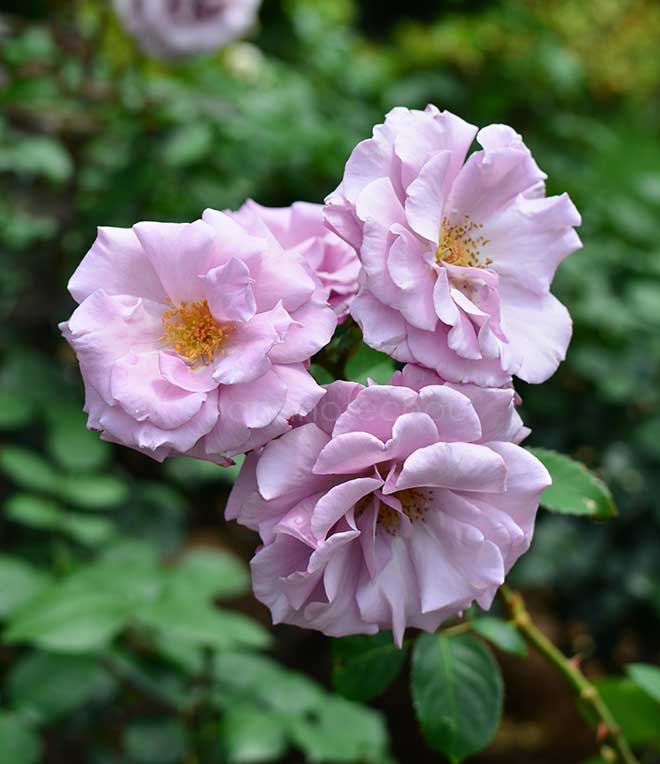 バラ ブルー ライト｜花の手帖の薔薇図鑑