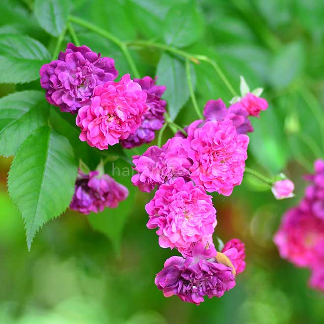 バラ ブルー マジェンタ｜花の手帖の薔薇図鑑