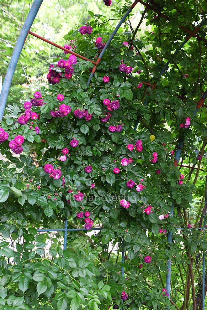 バラ ブルー マジェンタ｜花の手帖の薔薇図鑑