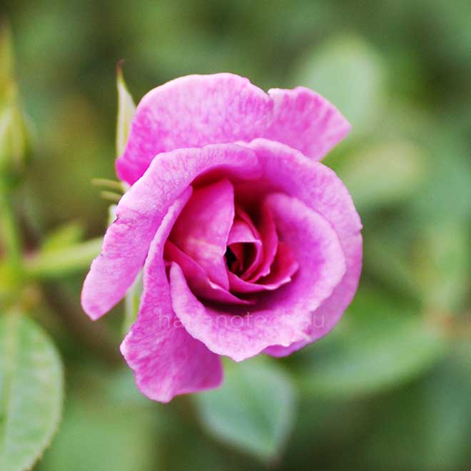 バラ ブルーネット｜花の手帖の薔薇図鑑