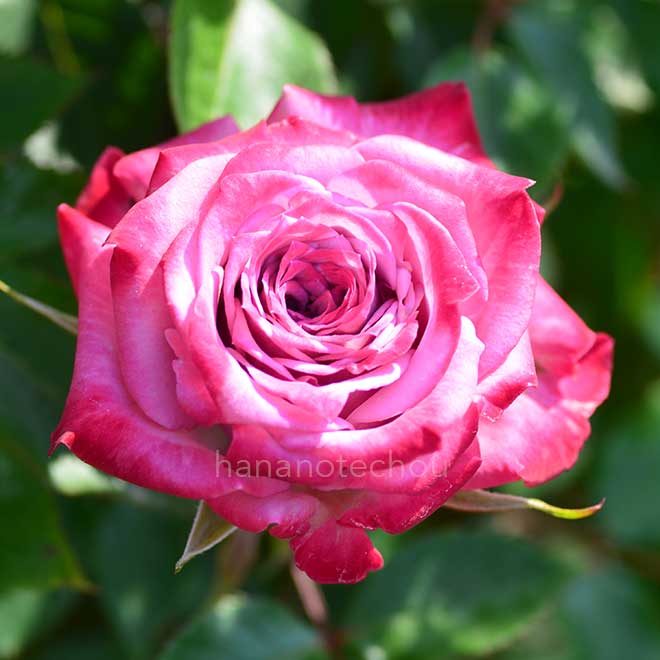 バラ ブルー オベーション|花の手帖の薔薇図鑑