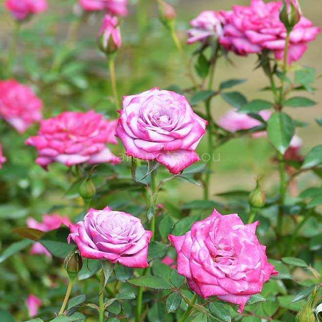 バラ ブルー オベーション|花の手帖の薔薇図鑑