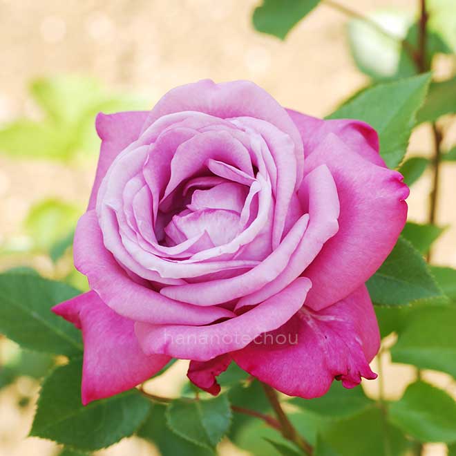 バラ ブルー パフューム|花の手帖の薔薇図鑑