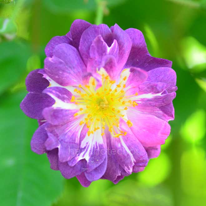 バラ ブルー ランブラー｜花の手帖の薔薇図鑑