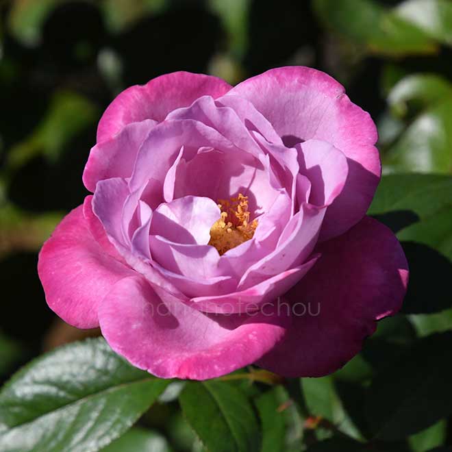 バラ ブルー リバー｜花の手帖の薔薇図鑑