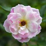 バラ ブラッシングアイスバーグ｜花の手帖の薔薇図鑑