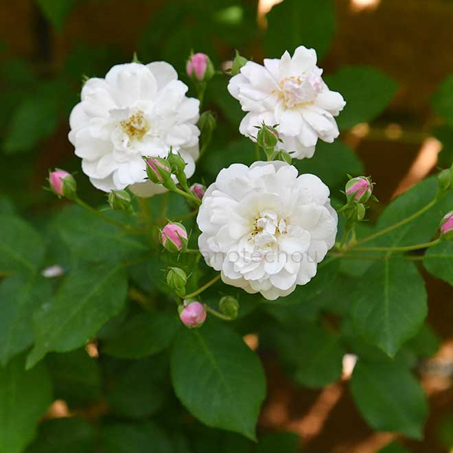 バラ ブラッシュ ノワゼット｜花の手帖の薔薇図鑑