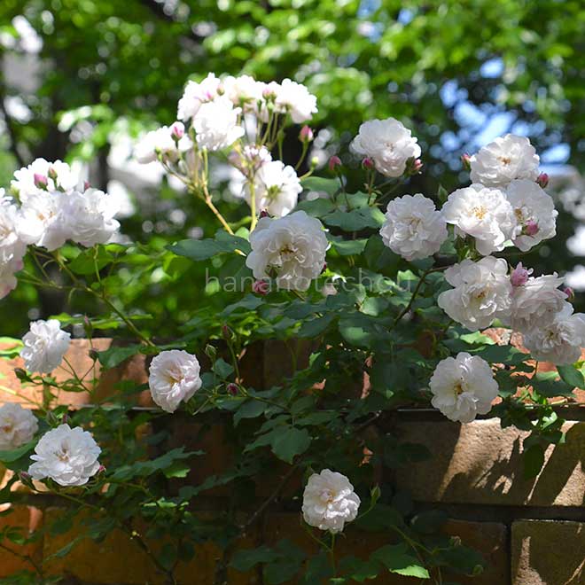 バラ ブラッシュ ノワゼット｜花の手帖の薔薇図鑑