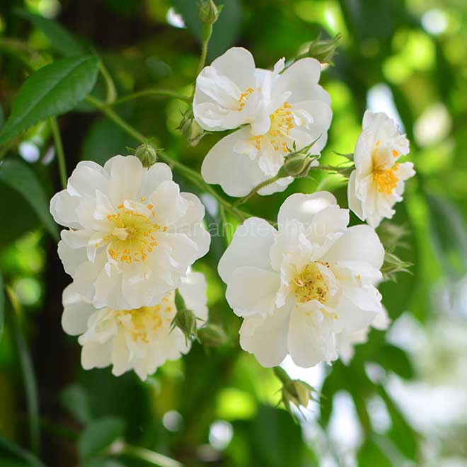 バラ ボビー ジェームズ｜花の手帖の薔薇図鑑
