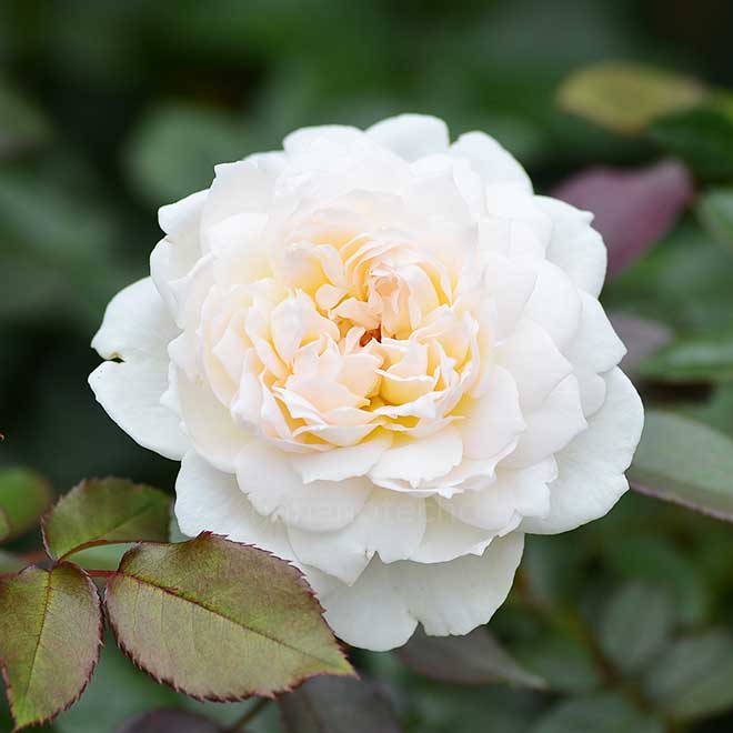 バラ ボレロ｜花の手帖の薔薇図鑑