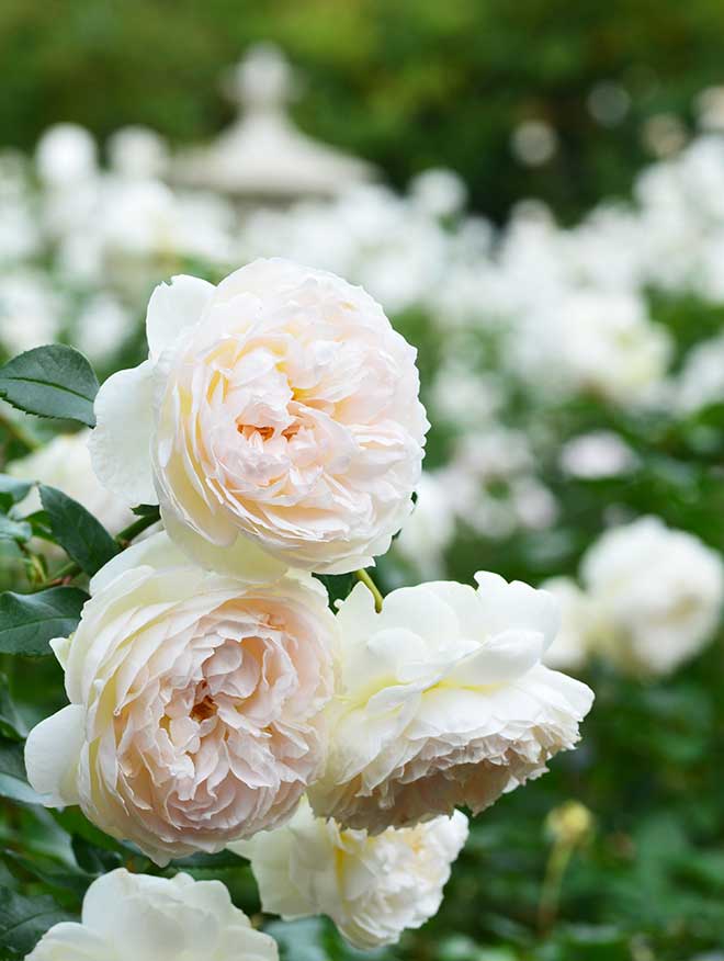 バラ ボレロ｜花の手帖の薔薇図鑑