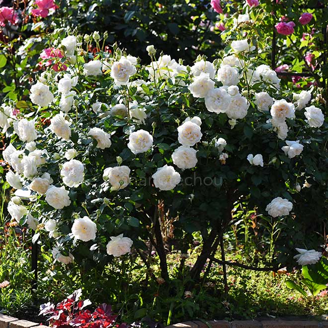 バラ ボレロ｜花の手帖の薔薇図鑑