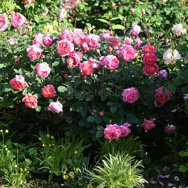 バラ ボスコベル｜花の手帖の薔薇図鑑