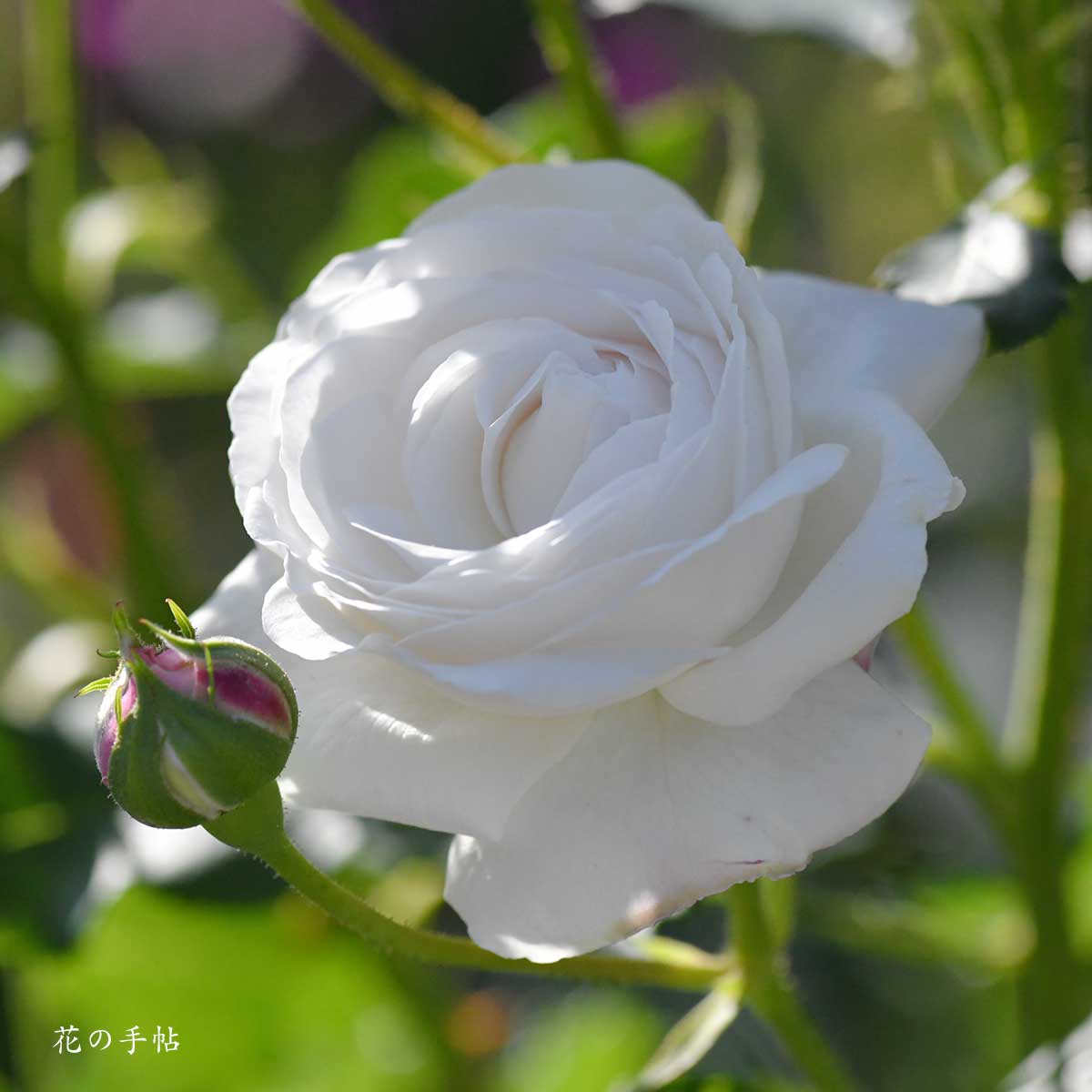 バラ ブルドゥネージュ｜花の手帖の薔薇図鑑