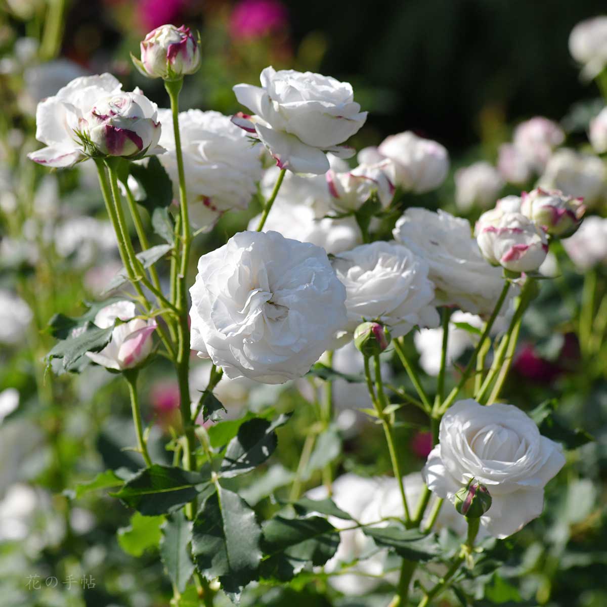 バラ ブルドゥネージュ｜花の手帖の薔薇図鑑