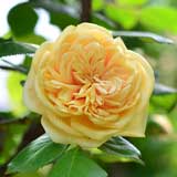 バラ ブーケ ドール|花の手帖の薔薇図鑑