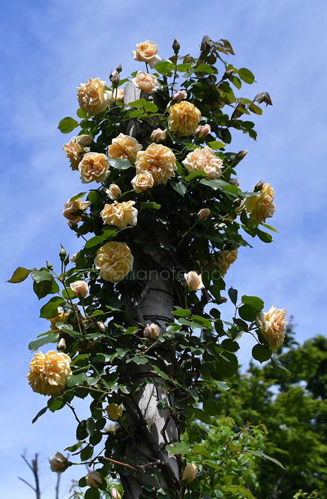 バラ ブーケ ドール｜花の手帖の薔薇図鑑