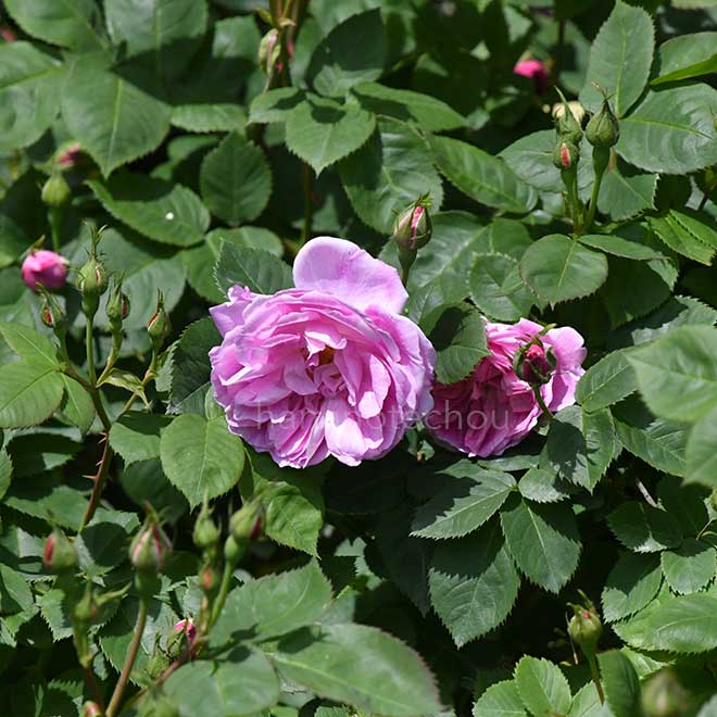 バラ ブルボンクイーン|花の手帖の薔薇図鑑