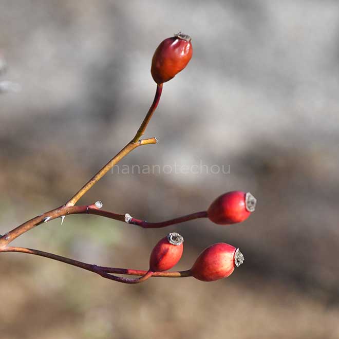 バラ ブルボンクイーン|花の手帖の薔薇図鑑