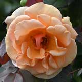 バラ ブランデー|花の手帖の薔薇図鑑