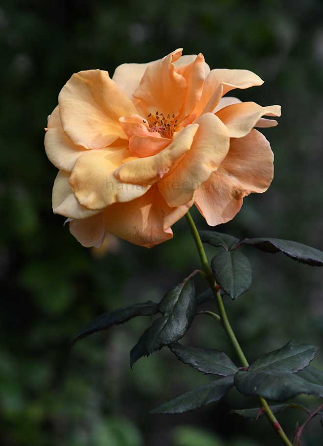 バラ ブランデー|花の手帖の薔薇図鑑