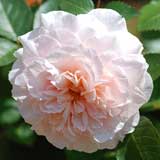 バラ ブレダン|花の手帖の薔薇図鑑