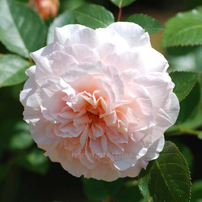 バラ ブレダン｜花の手帖の薔薇図鑑