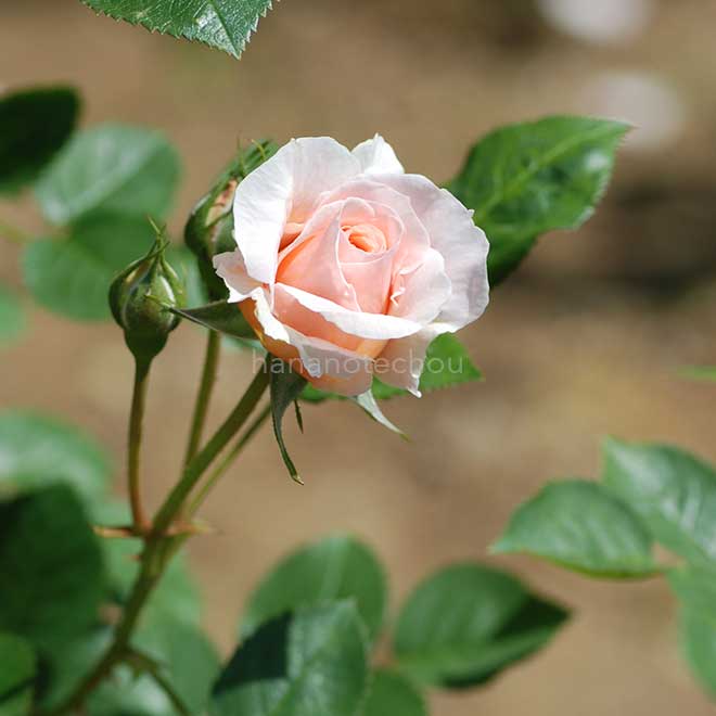 バラ ブレダン｜花の手帖の薔薇図鑑