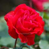 バラ ブレネンデリーベ｜花の手帖の薔薇図鑑