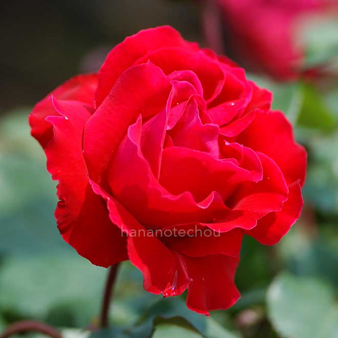 バラ ブレンネンデ リーベ｜花の手帖の薔薇図鑑