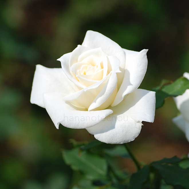バラ ブライダル ホワイト|花の手帖の薔薇図鑑